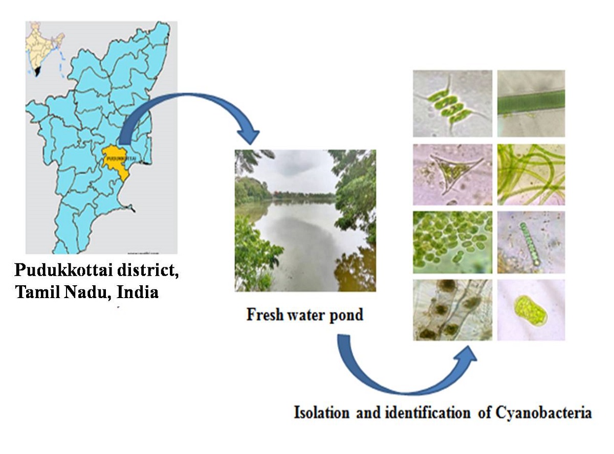 Biodiversity Of Cyanobacteria In Fresh Water Ponds Of Pudukkottai District Tamilnadu India V1 Preprints