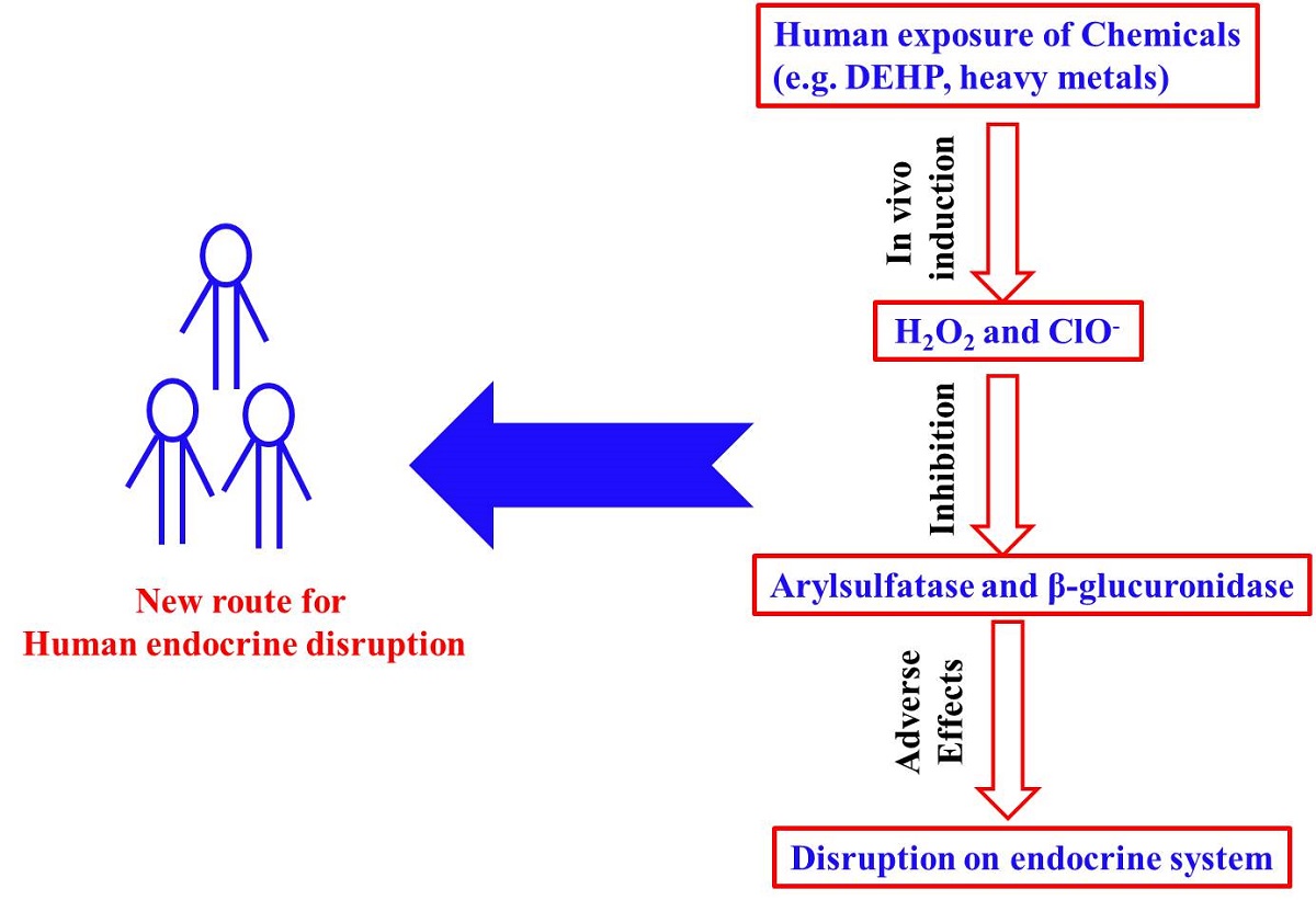 Are Hydrogen Peroxide Hypochlorite And Peracetic Acid Potential Endocrine Disruptors V1 Preprints