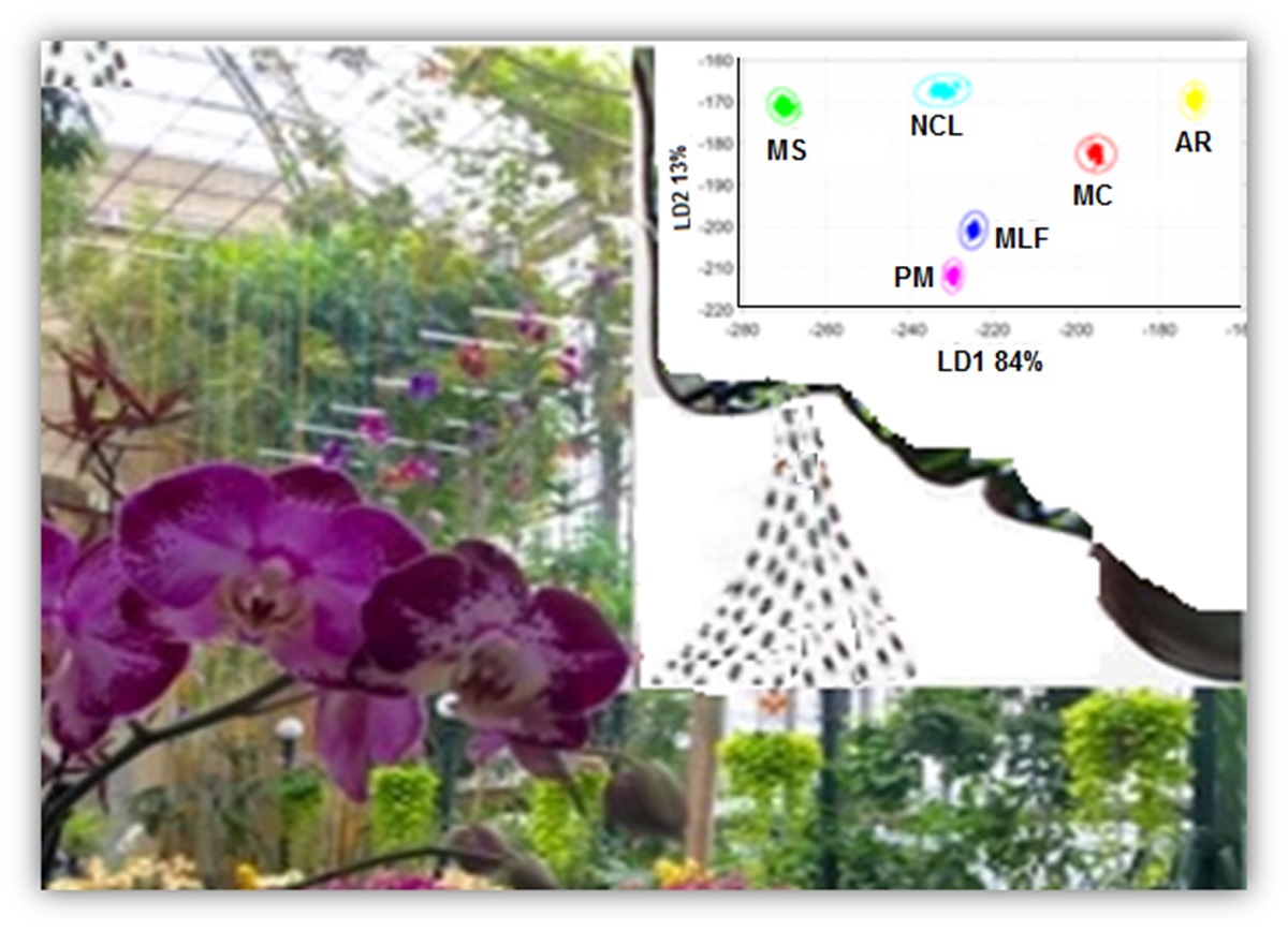 Identification Of Mint Scents Using A Qcm Based E Nose V1 Preprints
