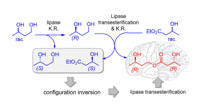 An Alternative Enzymatic Route To The Ergogenic Ketone Body Ester R 3 Hydroxybutyl R 3 Hydroxybutyrate V1 Preprints