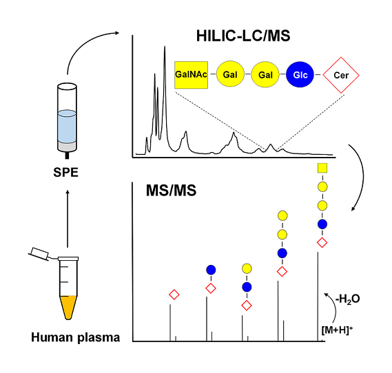Comprehensive Identification Of Glycosphingolipids In Human Plasma Using Hydrophilic Interaction Liquid Chromatography Electrospray Ionization Mass Spectrometry V1 Preprints