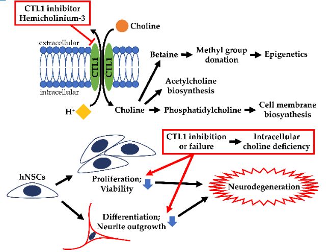 Functional Expression Of Choline Transporters In Human Neural Stem Cells And Its Link To Cell Proliferation Cell Viability And Neurite Outgrowth V1 Preprints