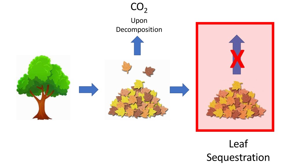 Towards Achieving Net Zero Carbon Dioxide By Sequestering Biomass Carbon V4 Preprints