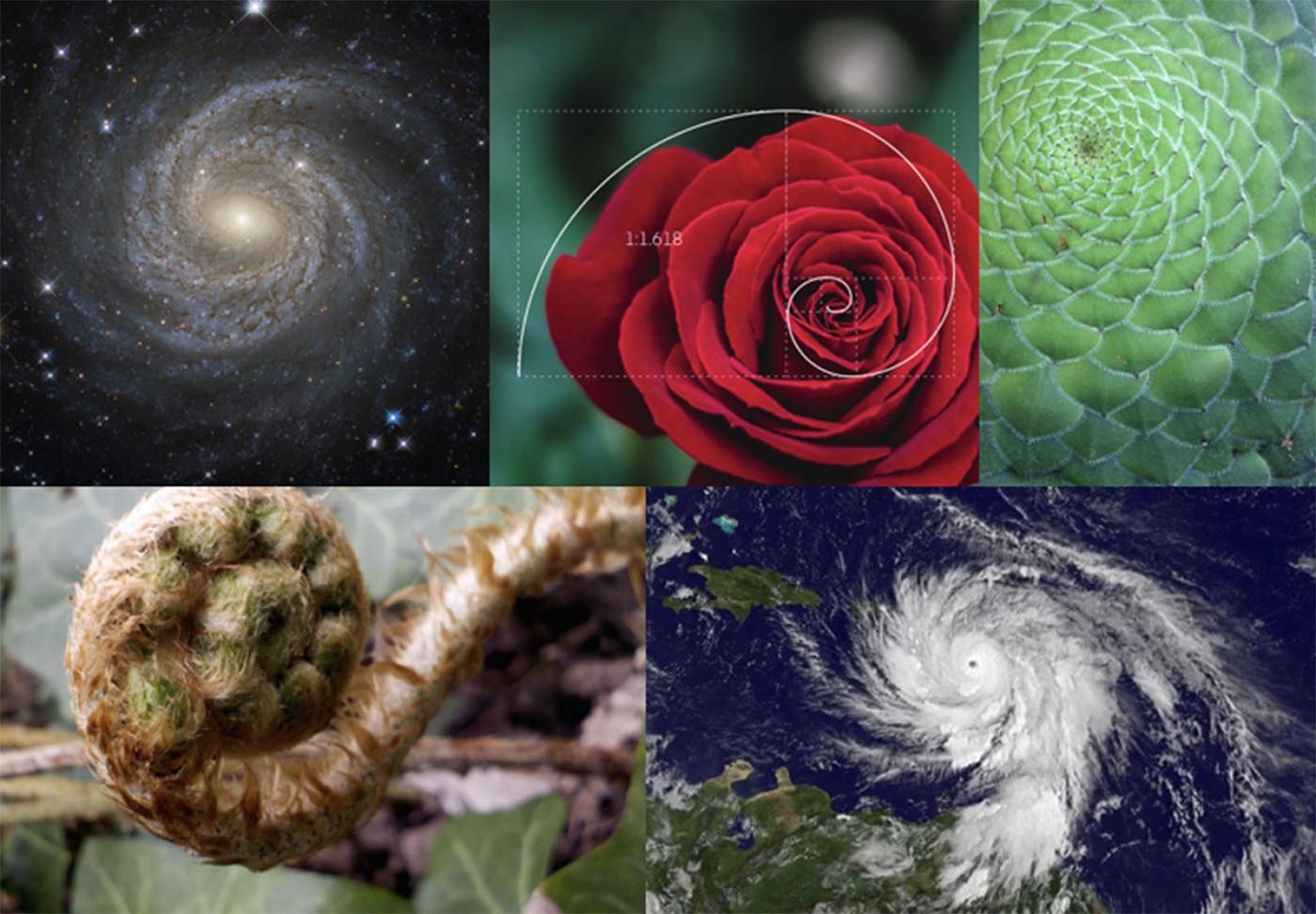 fibonacci spiral in nature public domain