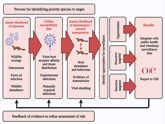 Assessing The Risks Of Sars Cov 2 In Wildlife V3 Preprints