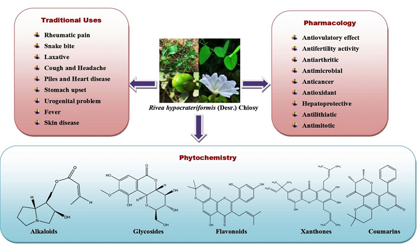 Rivea Hypocrateriformis Desr Choisy A Review Of Its Ethnomedicinal Uses Phytochemistry And Biological Activities V1 Preprints