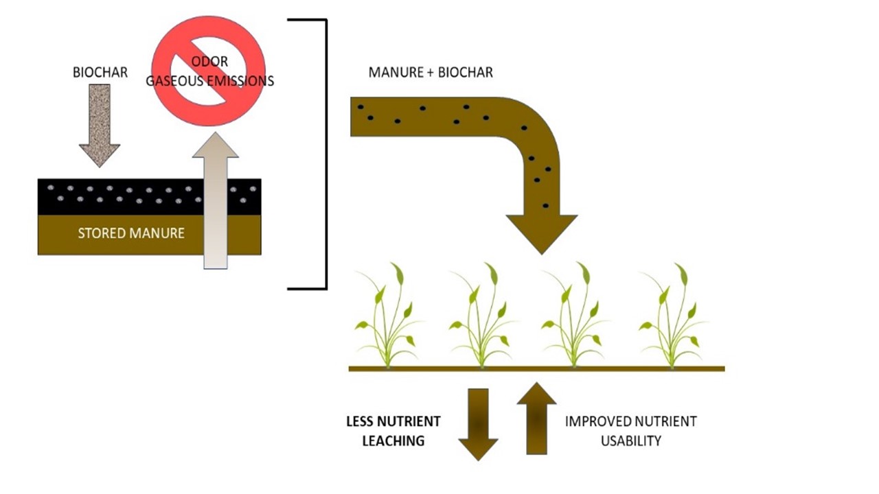 Comparing Biochar-Swine Manure Mixture to Conventional Manure Impact on ...