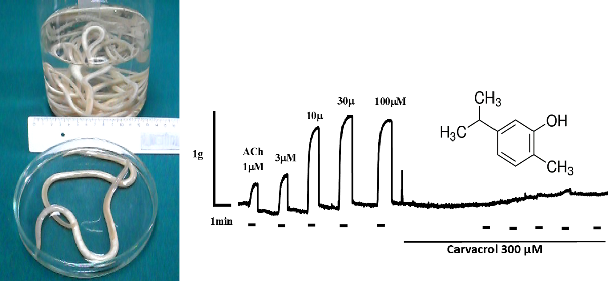 Action Of Carvacrol On Parascaris Sp And Antagonistic Effect On Nicotinic Acetylcholine Receptors V1 Preprints