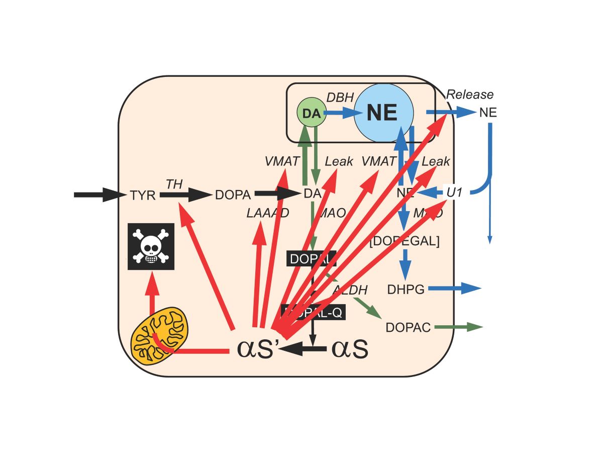 The Catecholaldehyde Hypothesis For The Pathogenesis Of Catecholaminergic Neurodegeneration What We Know And What We Don T Know V1 Preprints