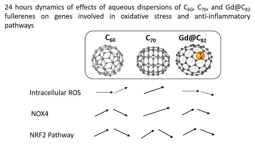 Effects Of Aqueous Dispersions Of C60 C70 And Gd C Fullerenes On Genes Involved In Oxidative Stress And Anti Inflammatory Pathways V1 Preprints