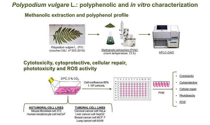 Polypodium Vulgare L Polyphenolic Profile Cytotoxicity And Cytoprotective Properties In Different Cell Lines V1 Preprints