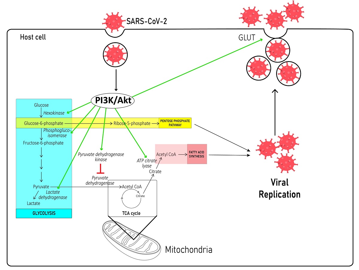 2 Deoxy D Glucose Inhibits Replication Of Novel Coronavirus Sars Cov 2 With Adverse Effects On Host Cell Metabolism V1 Preprints