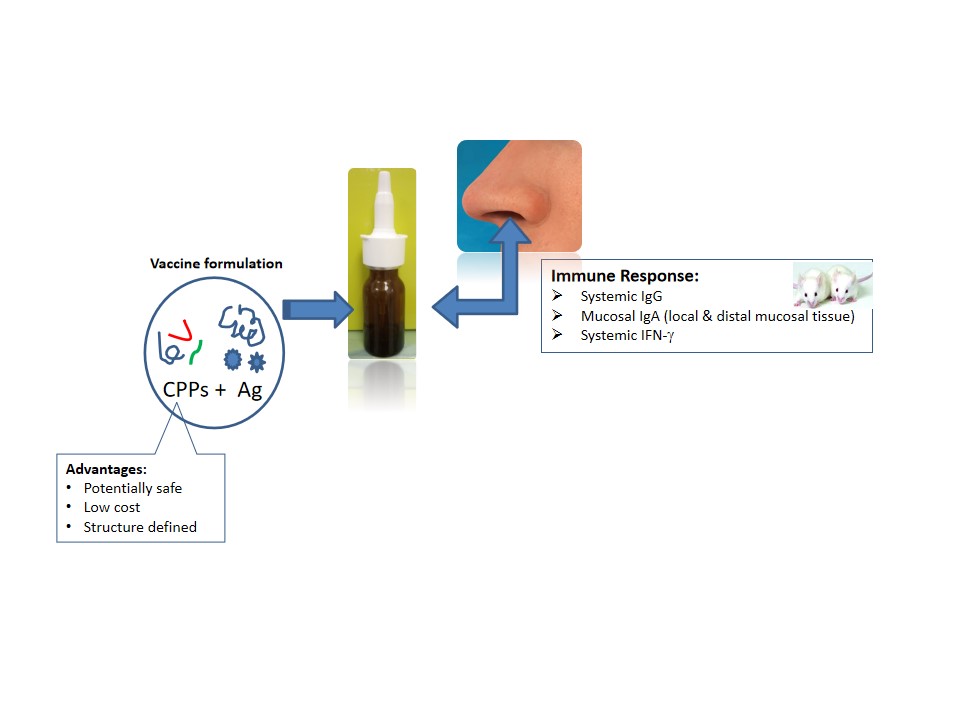 Evaluation Of Cell Penetrating Peptides As Mucosal Immune Enhancers For Nasal Vaccination V1 Preprints