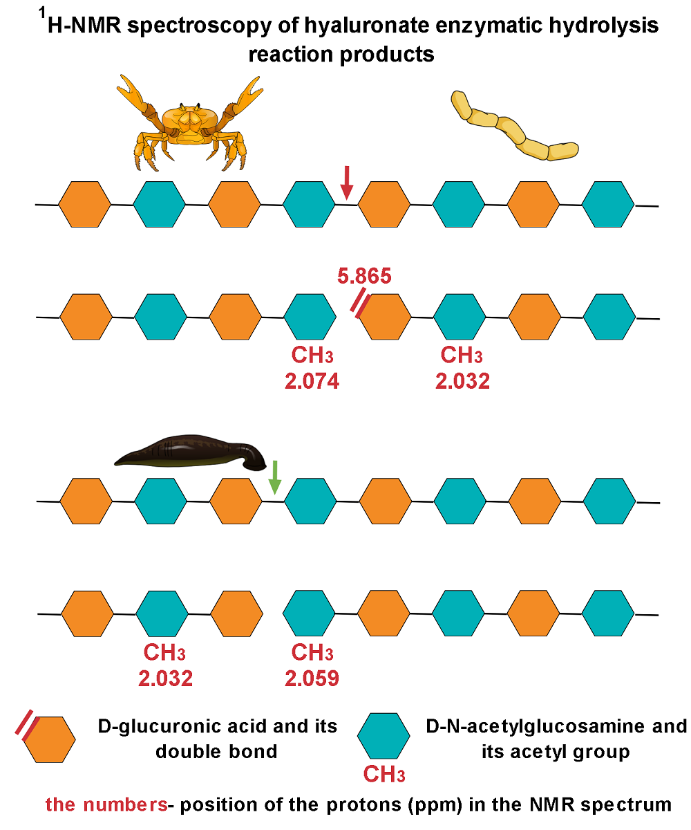 Beta Elimination Of Hyaluronate By Red King Crab Hyaluronidase V1 Preprints