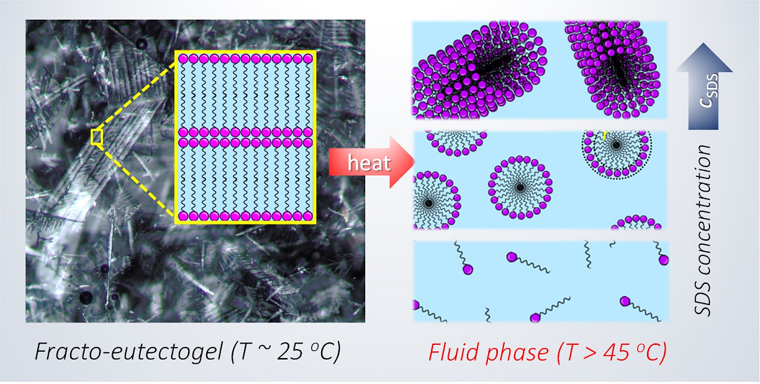 Morphological Transformation Of Sds Aggregates In A Deep Eutectic Solvent Above The Fracto Eutectogel To Fluid Transition Temperature V1 Preprints