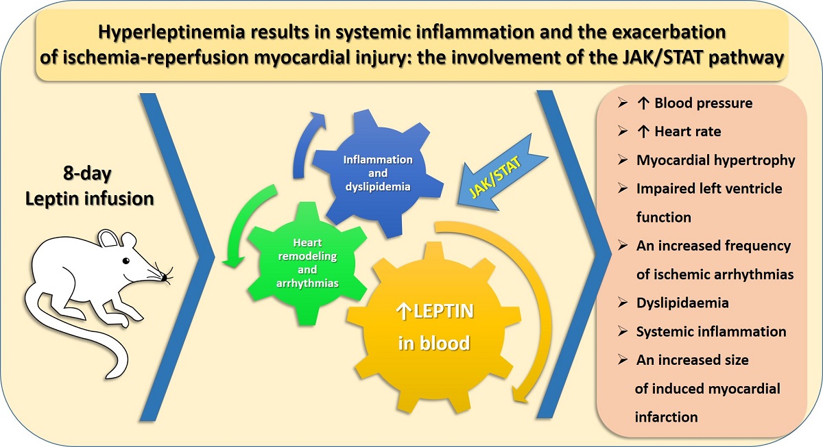 Hyperleptinemia Results In Systemic Inflammation And The Exacerbation Of Ischemia Reperfusion Myocardial Injury The Involvement Of The Jak Stat Pathway V1 Preprints