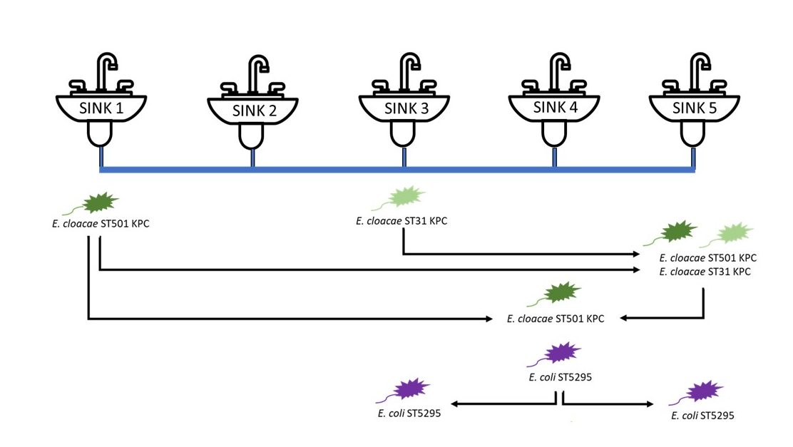 Migration Of Escherichia Coli And Klebsiella Pneumoniae Carbapenemase Kpc Producing Enterobacter Cloacae Through Wastewater Pipework And Establishment In Hospital Sink Waste Traps In A Laboratory Model System V1 Preprints