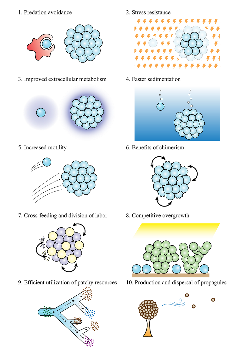 Selective Drivers Of Simple Multicellularity V1 Preprints