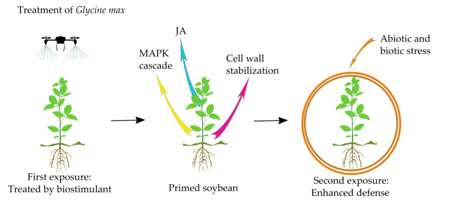 Pathogen-Free PTI Induction with a Plant Conditioner[v1] | Preprints.org