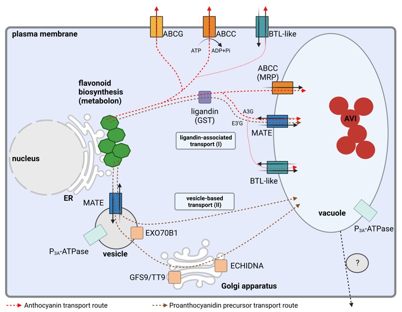 Biochemistry and Molecular Basis of Intracellular Flavonoid Transport ...