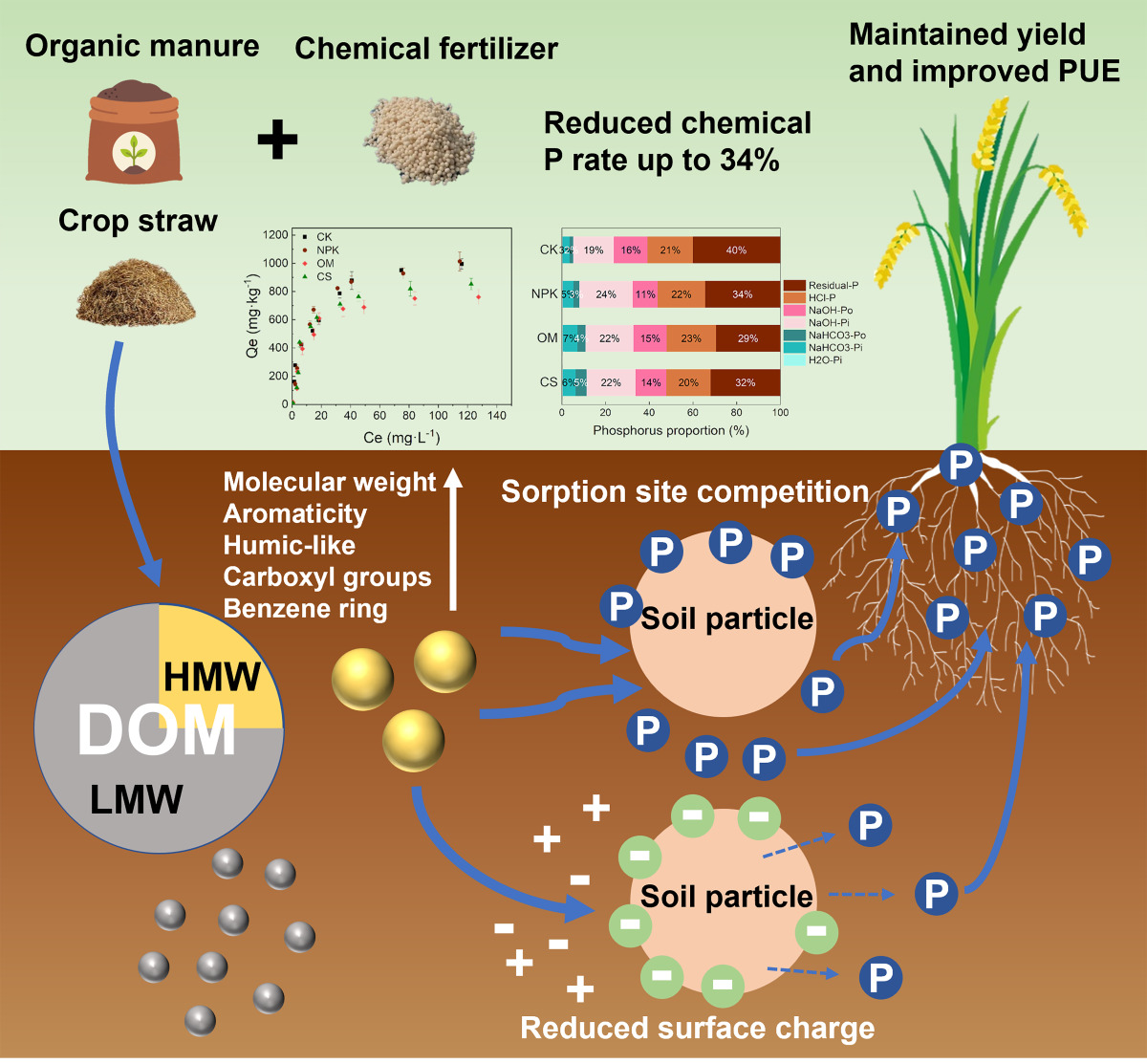 High-molecular-weight dissolved organic matter enhanced phosphorus ...