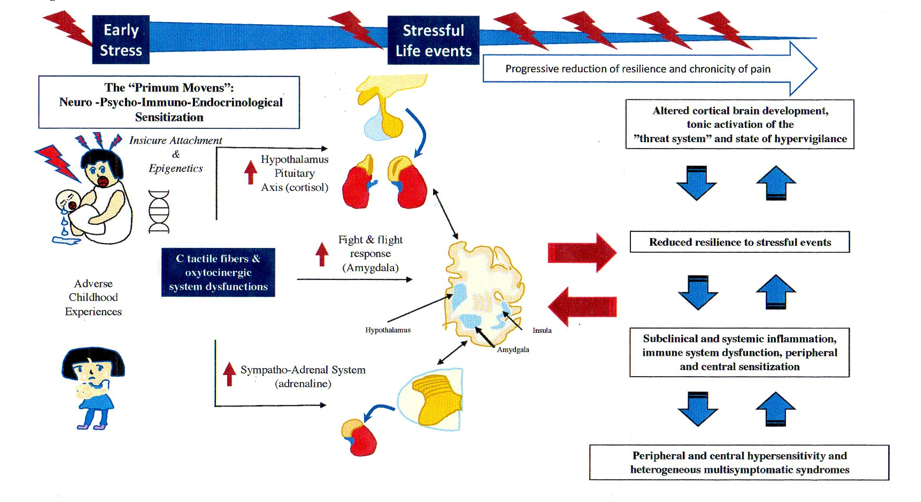 Insecure Attachment, Oxytocinergic System and C Tactile Fibers: An ...